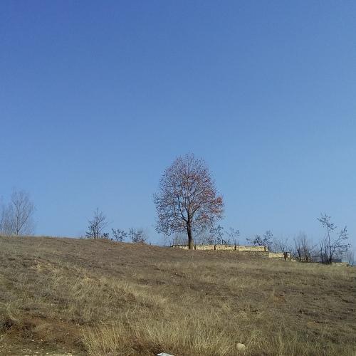 Chinar
