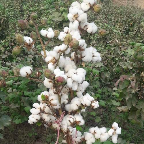 Cotton