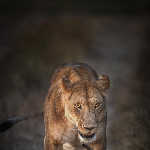 Watchful Vs Playful