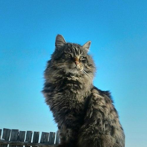 Дикий кот