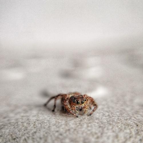 Macro lens