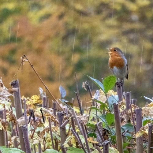 Singin’ in the rain