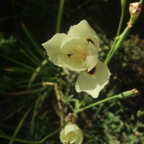 flor