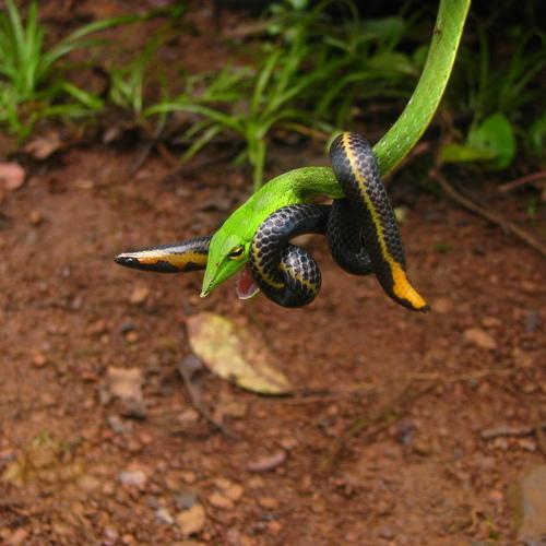 Green Vine Snake Eating Bombay Shieldtail Snake