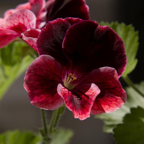 violet