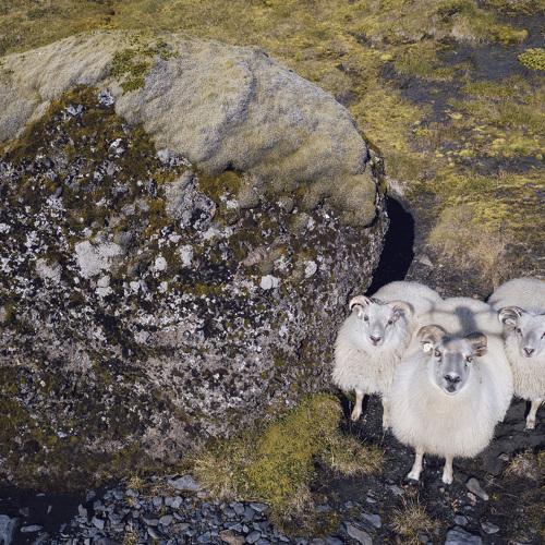 Sheeps