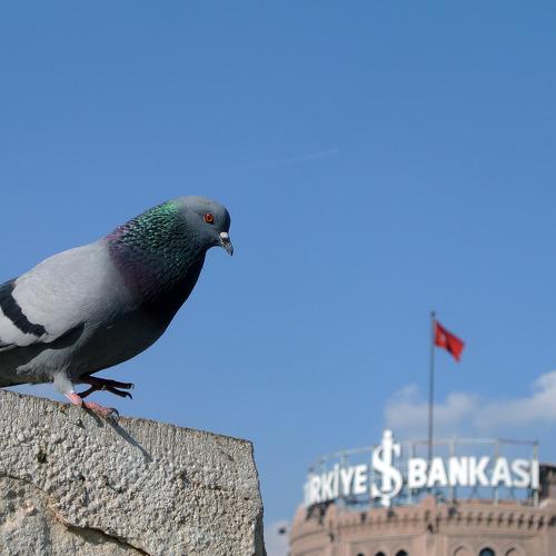 Pigeon on the statue
