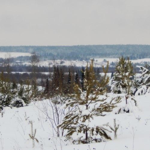 Родные просторы