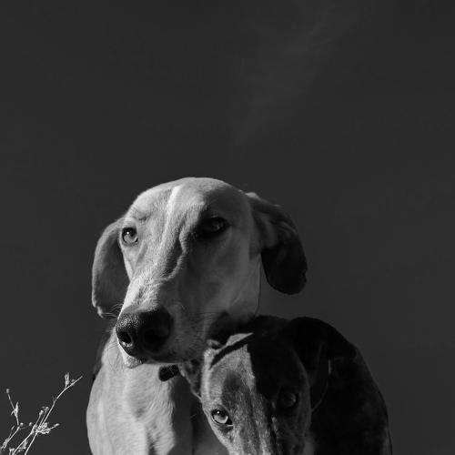 Adopción de Perros