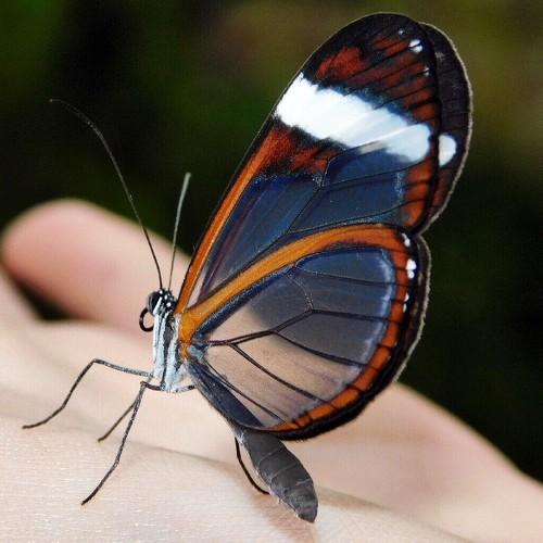 The cristal wings butterfly