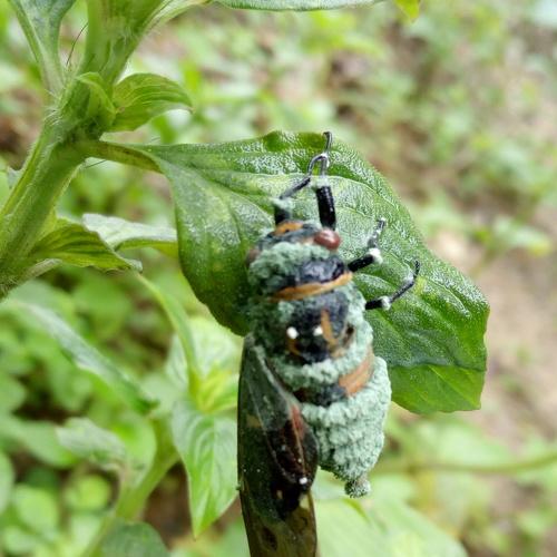 Insect