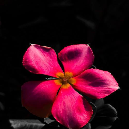 Madagascar Periwinkle