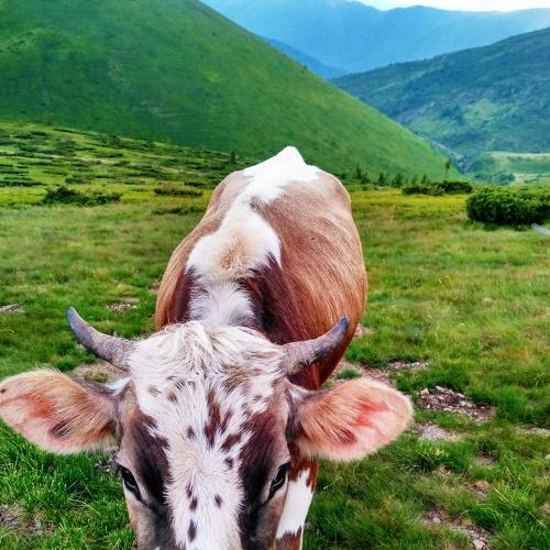 Альпийская корова
