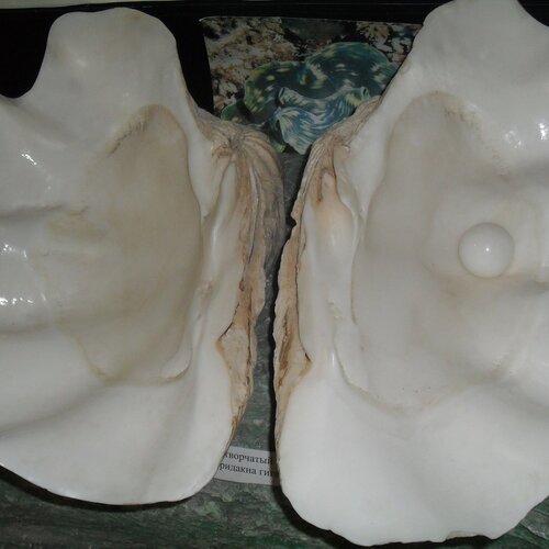 Photo #2692815