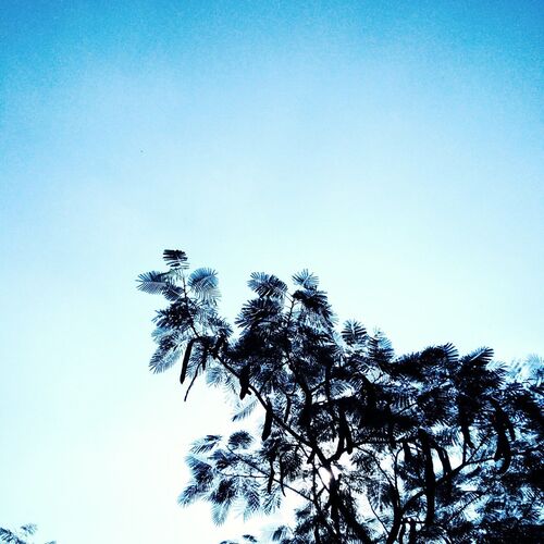 Trees