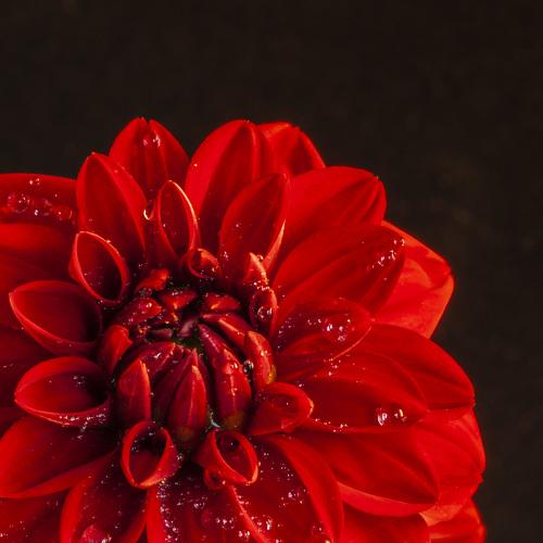 Dhalia