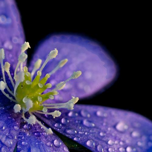 Bluebell