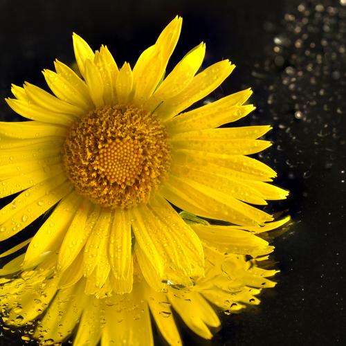 Yellow flower