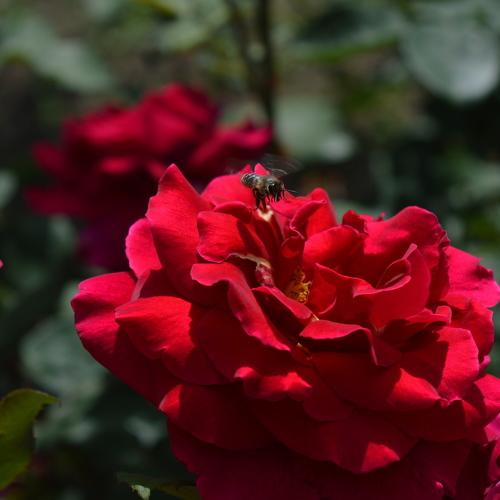 Flower and bee