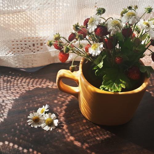 Лето - это маленькая жизнь