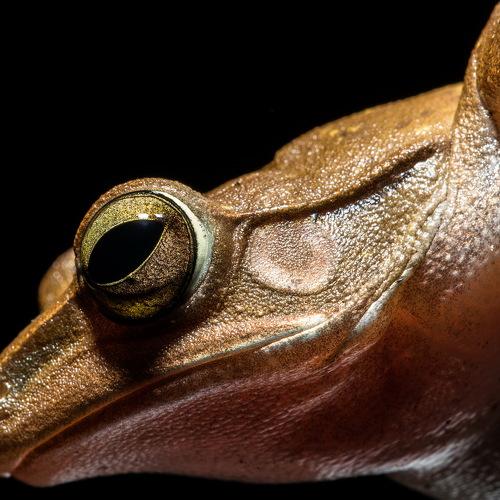 Polypedates leucomystax