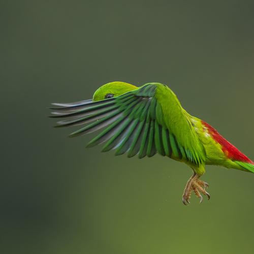 Vernal Hanging Parrot !!