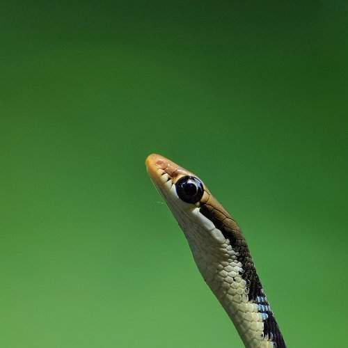 The silent killer