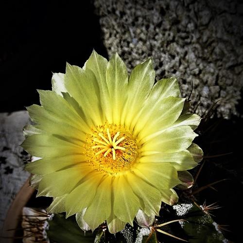 cactus flower
