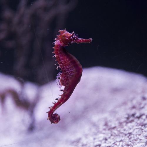 Meet the Seahorse