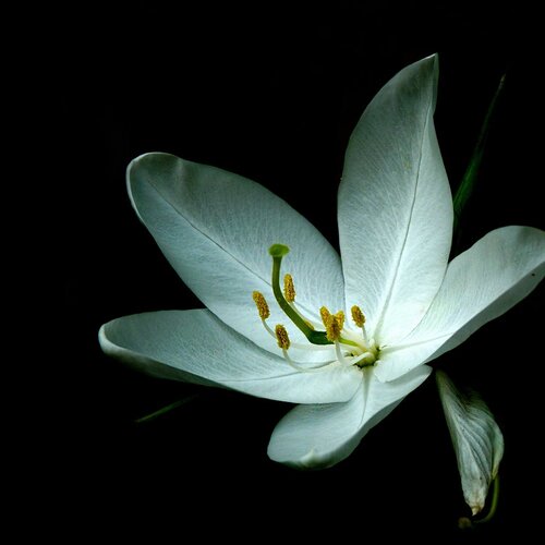 a flower from space