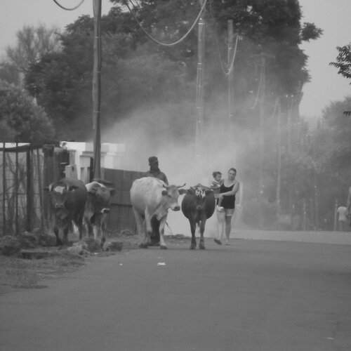 Black and White Paradise