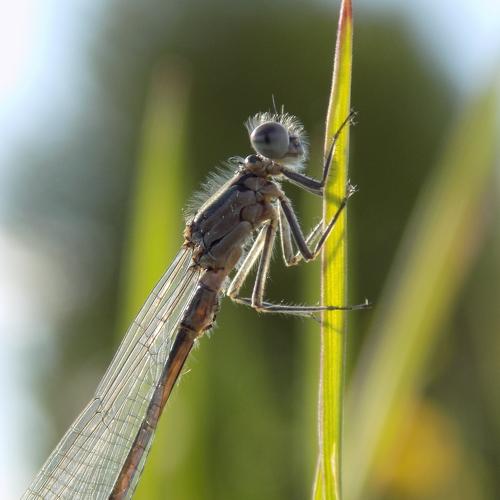 Dragonfly in the sun