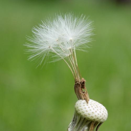 Solo in the wind