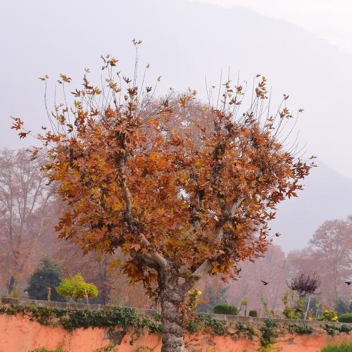 Autumn