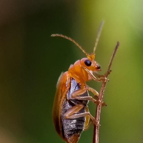 Aulacophora sp