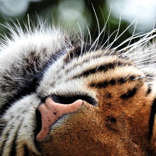Tiger head