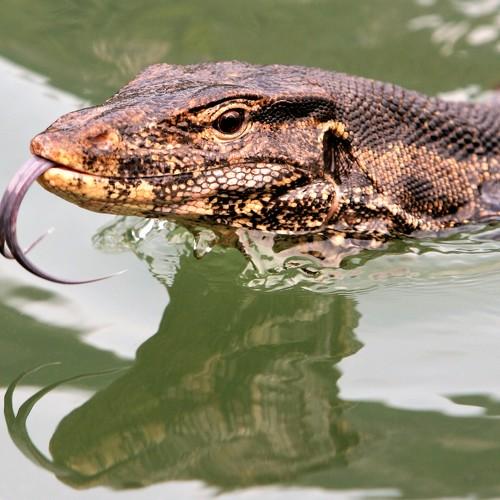 Asian water monitor lizard