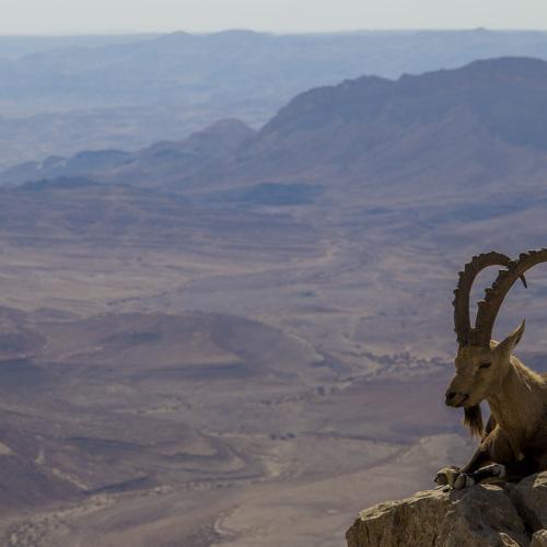 Desert keeper