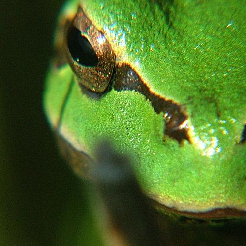 Frog eye