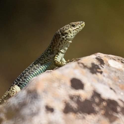 sunbathing lizard