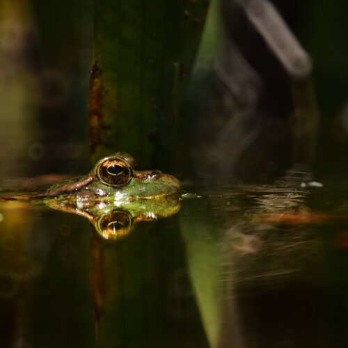 frog reflection