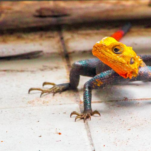 Amphibians and reptiles