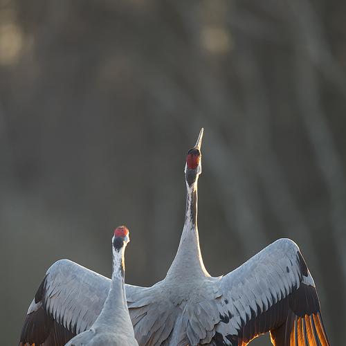 Fiery feathers