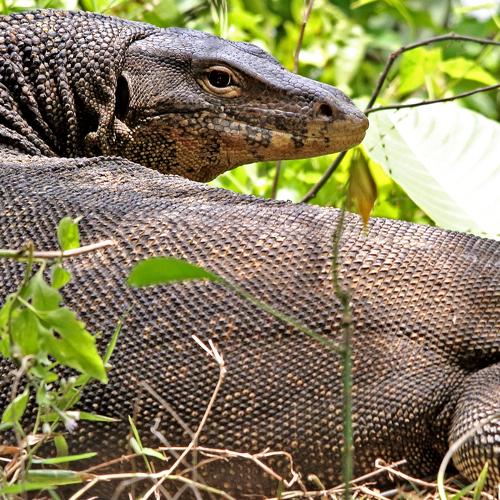 BIAWAK