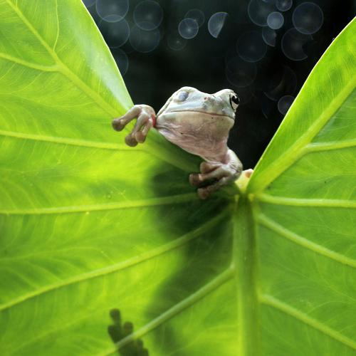 behind the leaves
