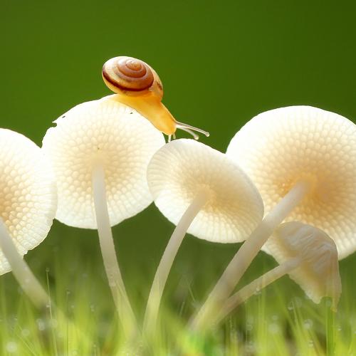 mushrooms and snails