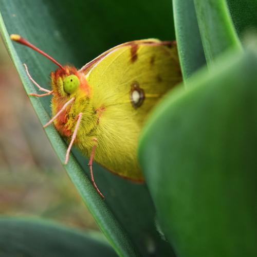 Colias croceus