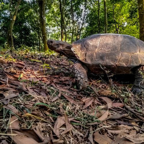 Asian forest tortoise, Manouria
