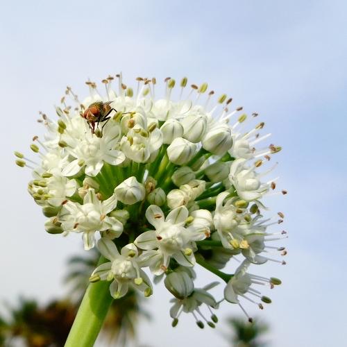 Housefly
