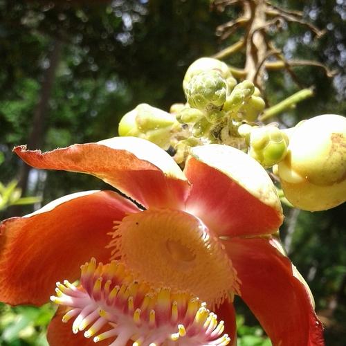 Cannonball tree flower